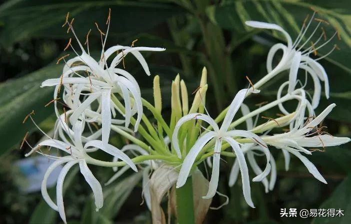 佛教的五树六花指的是什么,佛教五树六花是哪些植物