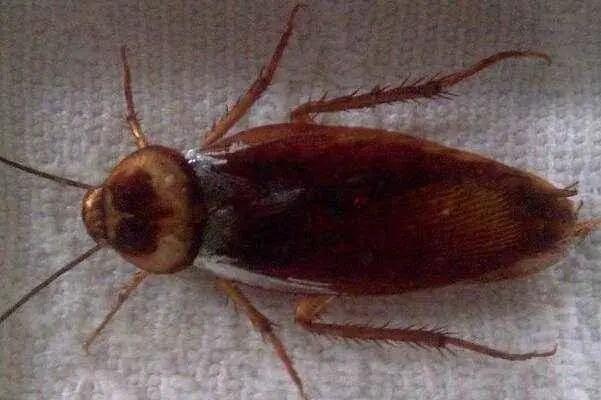 家里有蟑螂怎样能彻底消灭最有效,家里有蟑螂怎么消灭最快的方法