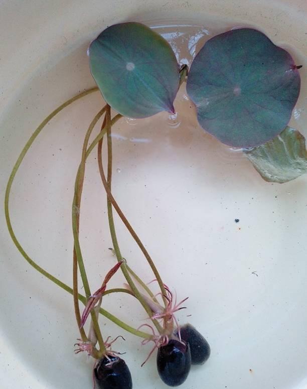 种碗莲几天开叶几天浇水,碗莲种藕种下几天叶片展开