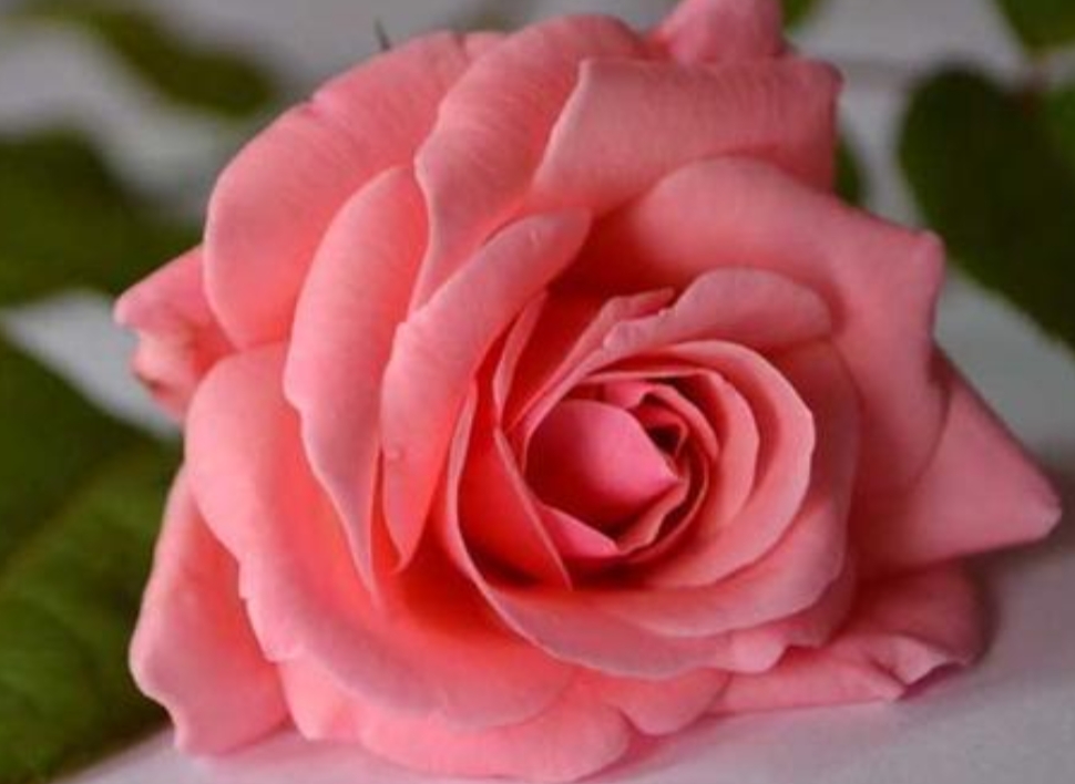 花中皇后月季花视频,小玫瑰月季怎么养护和管理