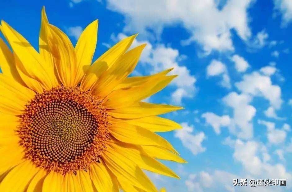 向日葵如何拍摄出好看的效果,向日葵拍摄技巧