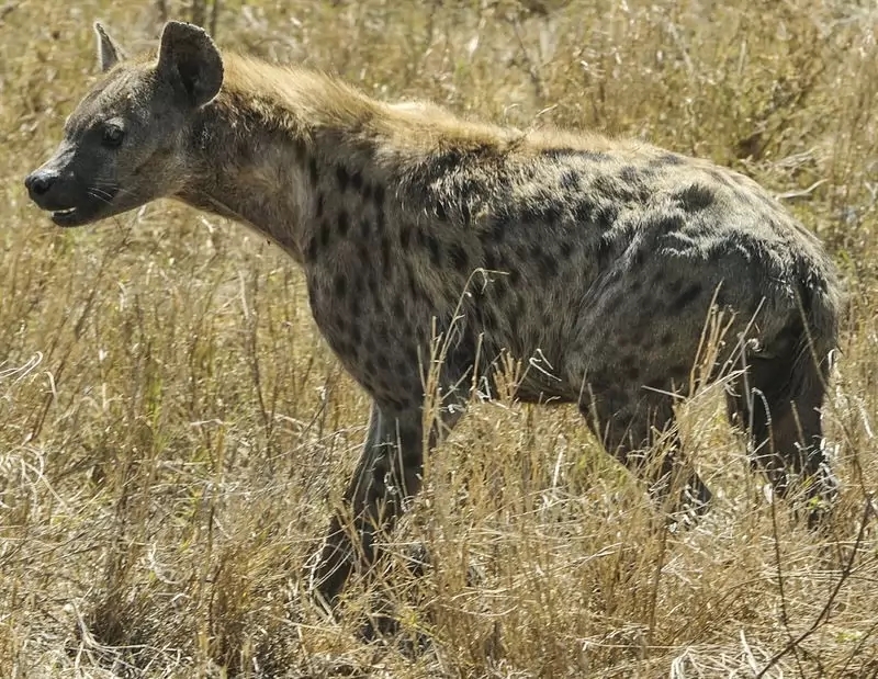 鬣狗的咬合力比狮子强是假的,老虎鬣狗狮子哪样咬合力更强