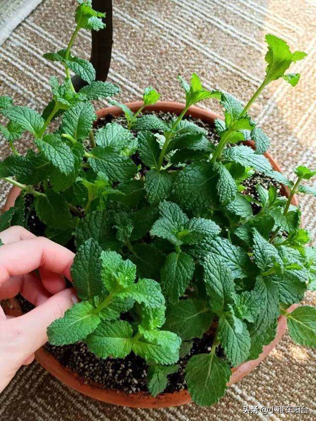 薄荷不用盖土,薄荷能插枝养吗