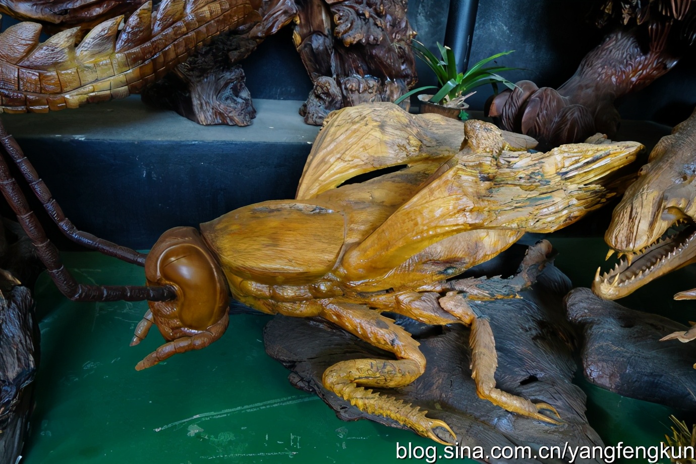 世界上最大的蜗牛介绍,全世界最大的蜗牛