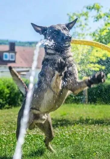 还分不清马犬和德牧的区别？搞清这些，你就再也不会犯傻啦