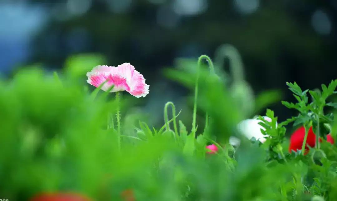 清明古诗词集锦,清明古诗词文案