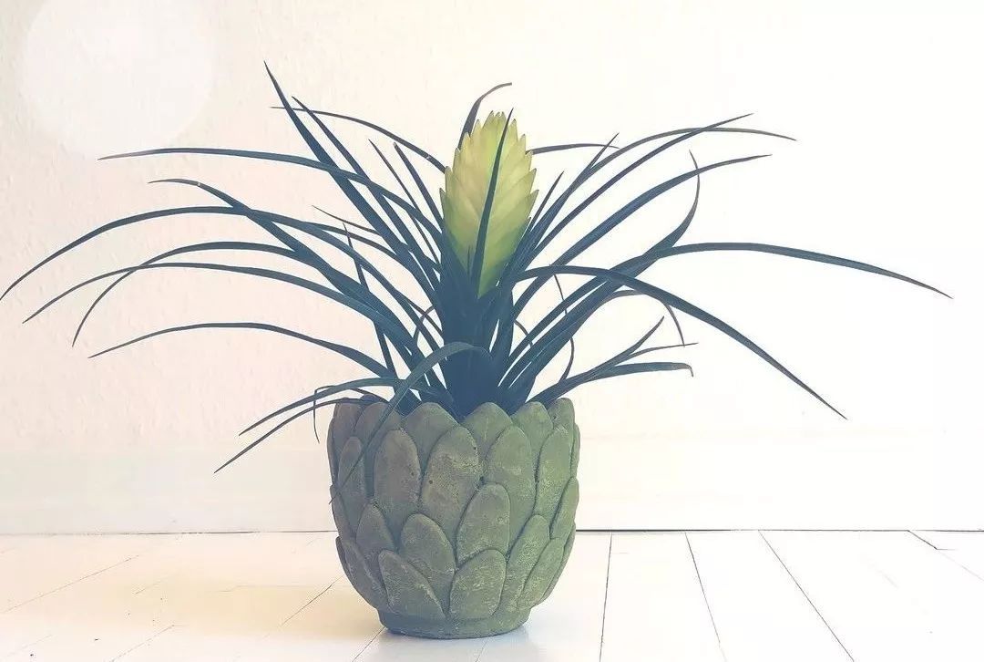 紫凤梨变绿后怎么养,紫凤梨的特点和形态