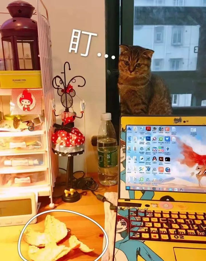 一个人养猫有什么烦恼,一个人生活养只狗靠谱吗