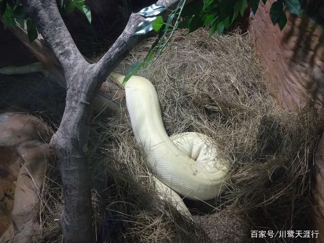 吉尼斯世界最大的马戏剧院,灵玲国际马戏城世界纪录