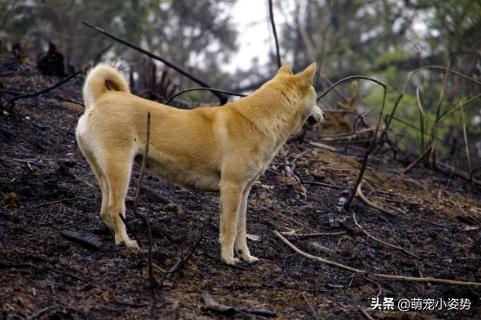 土狗为啥不用遛,为什么土狗不训练就看家