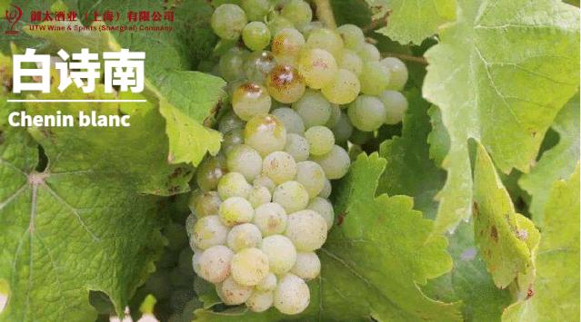 世界葡萄品种最甜十大排名榜,世界十大葡萄酒葡萄品种介绍