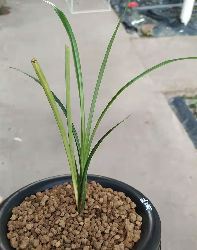 兰展上的兰花,兰花展会上的名贵兰花