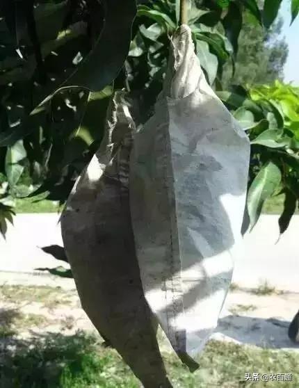 芒果果实蝇防治,芒果果实蝇虫害最佳防治方法