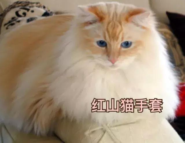 粘人的小公举完整版,小公举布偶猫