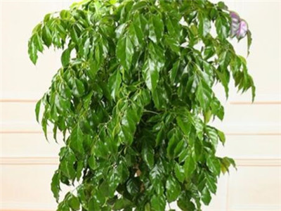 幸福树叶子发黄是怎么回事,幸福树叶子发黄干枯有黑点