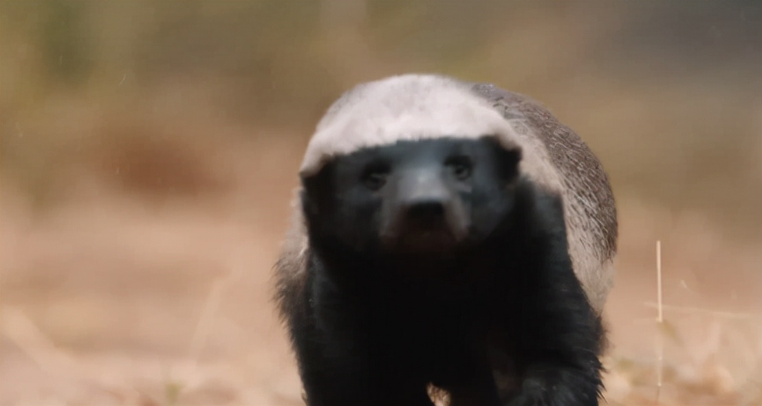 蜜獾吞食毒蛇视频,克星蜜獾专门咬很凶猛的毒蛇