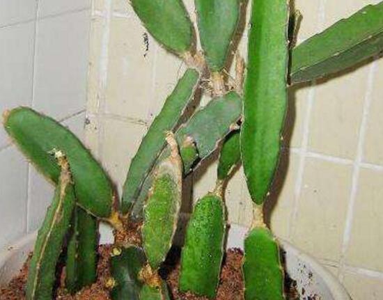仙人掌嫁接蟹爪兰仙人掌蔫了,仙人掌全软了蔫了怎么办