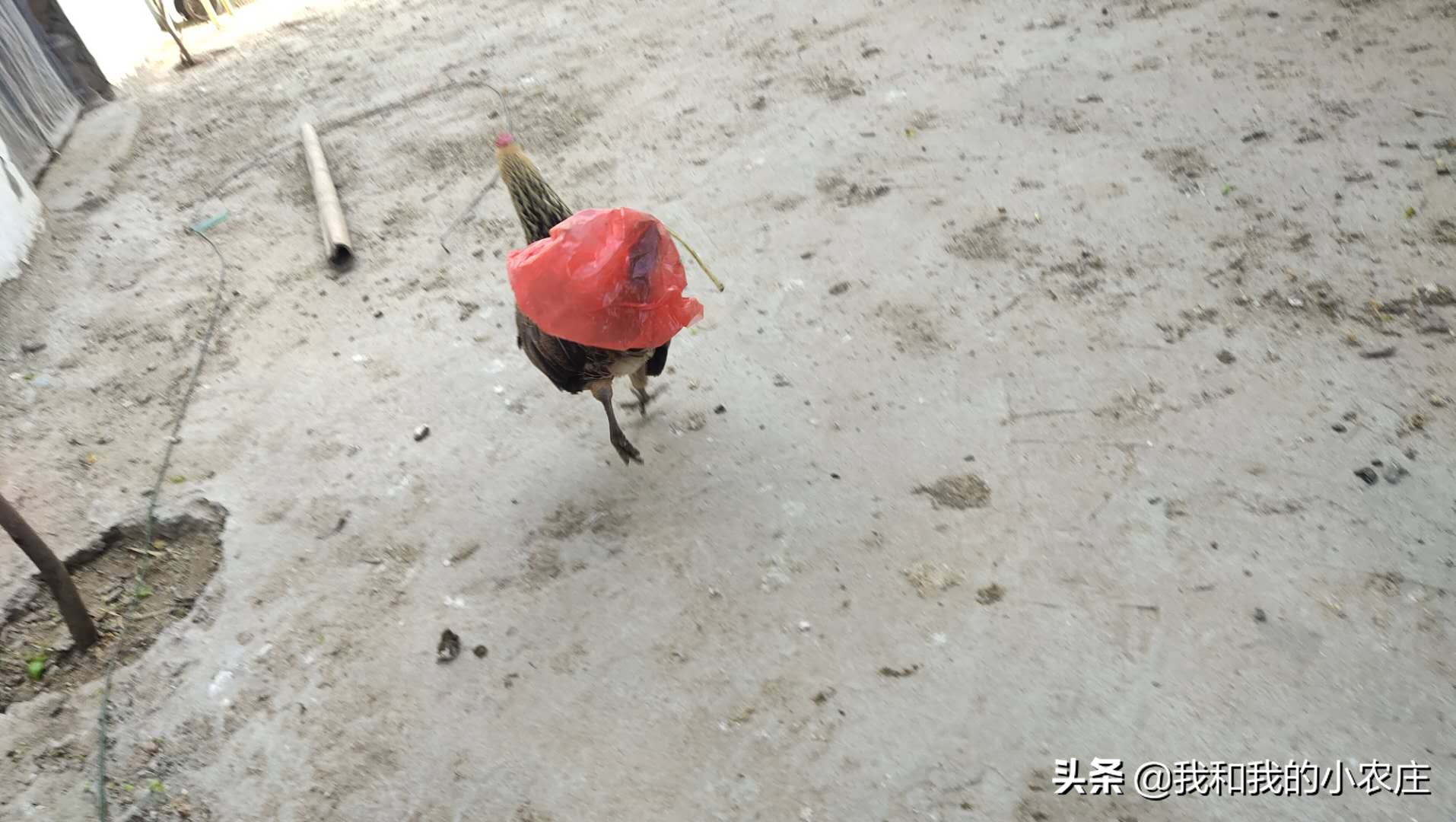 母鸡抱窝要怎么移窝,母鸡抱窝前的征兆