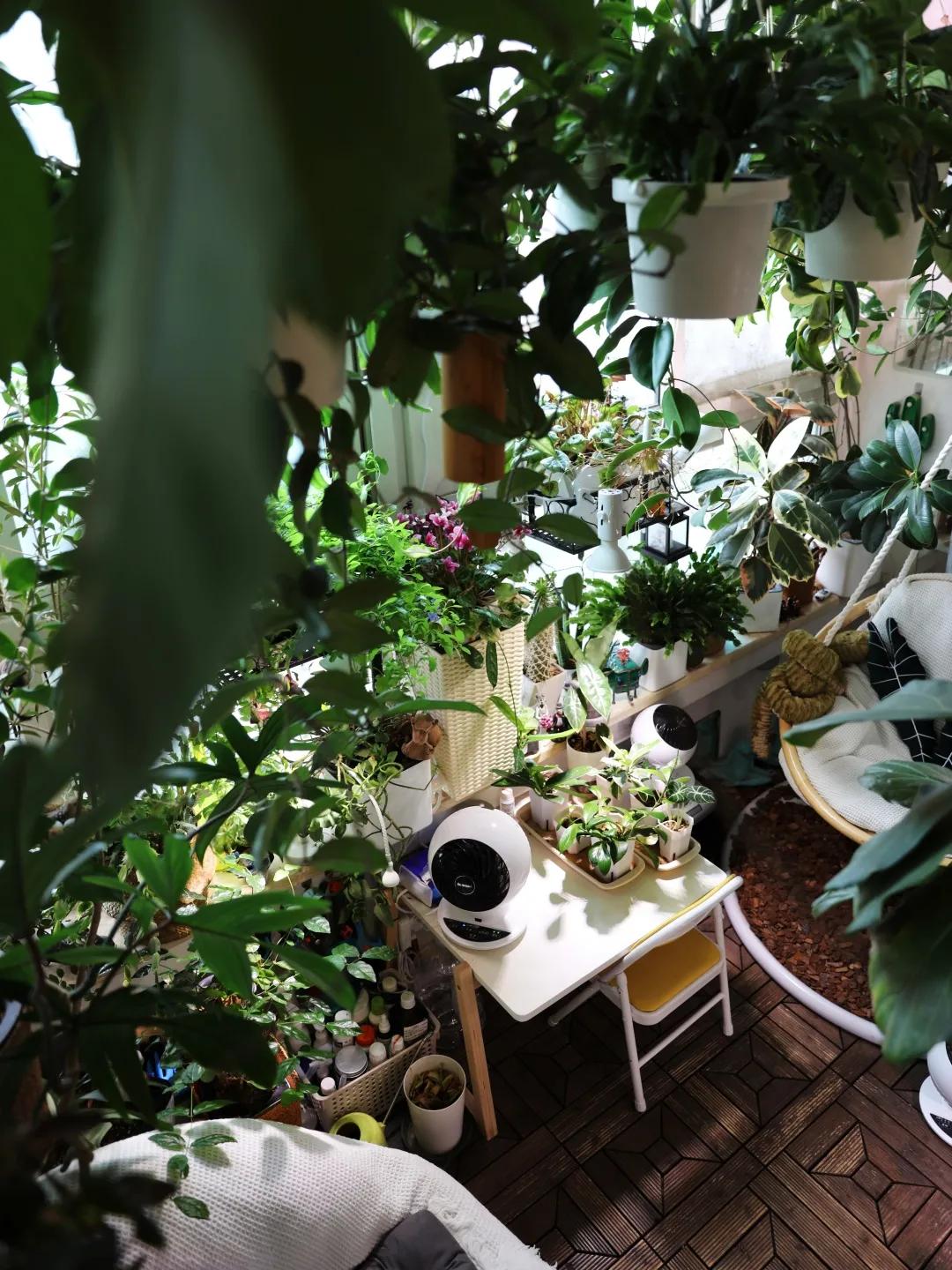 没花园怎么种花？从东北到广东，4位大神在室内种出植物园，绝美