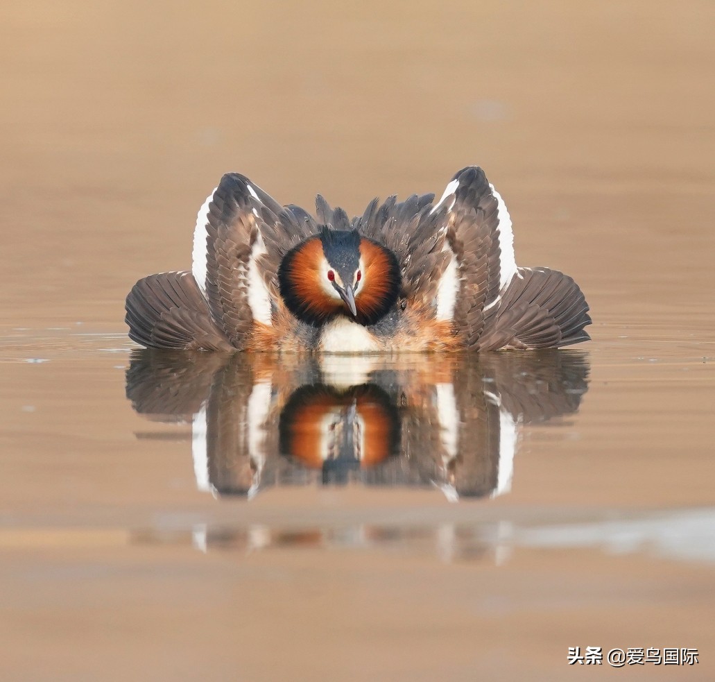 观鸟大年,观鸟作品100幅