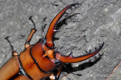什么是宠物昆虫锹甲,锹甲虫宠物