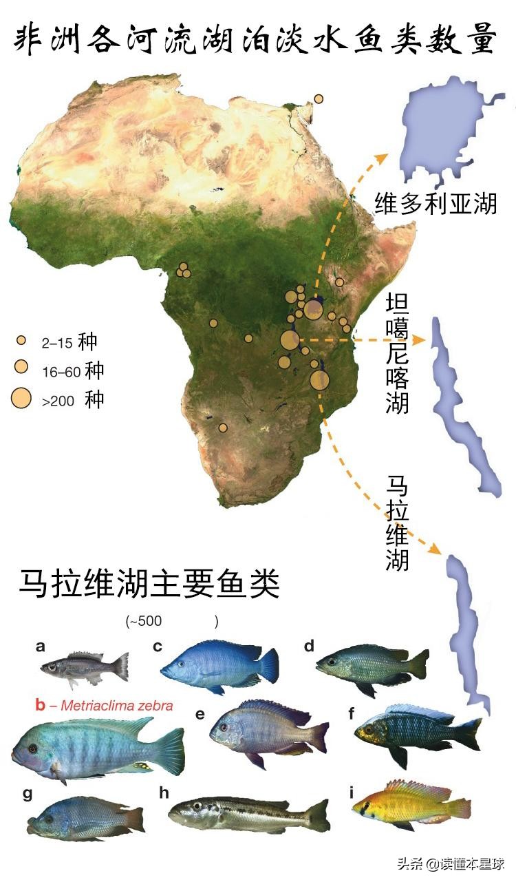 200个鄱阳湖容量的马拉维湖，如何成非洲三国角逐主战场？