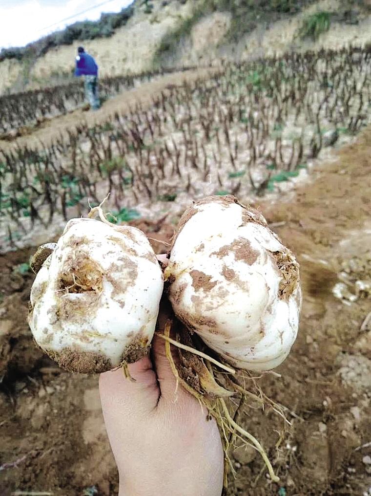 吃了两天土赶紧润润肺“跟晚报GO”商城120份百合今日秒杀