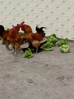 你觉得安徽人如何,在你眼中的安徽人怎么样