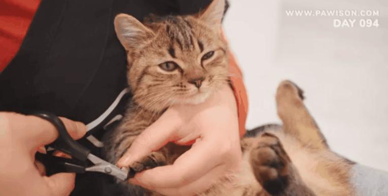 国家一级保护野生猫,国家一级保护哺乳动物名单