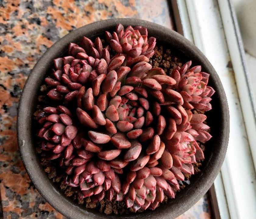 多肉红宝石冬天养殖方法和技巧,多肉红宝石夏天怎么养