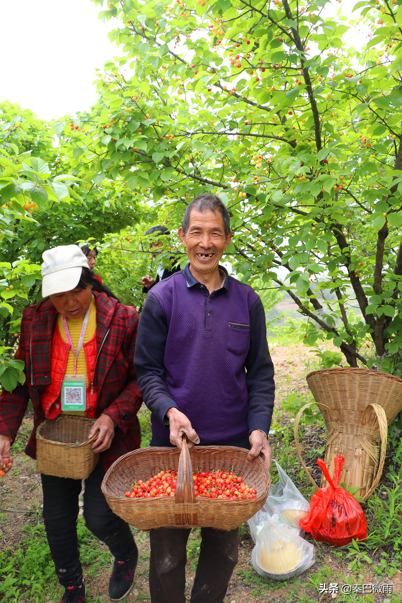 安康旬阳段家河樱桃湾,旬阳市段家河镇樱桃熟了