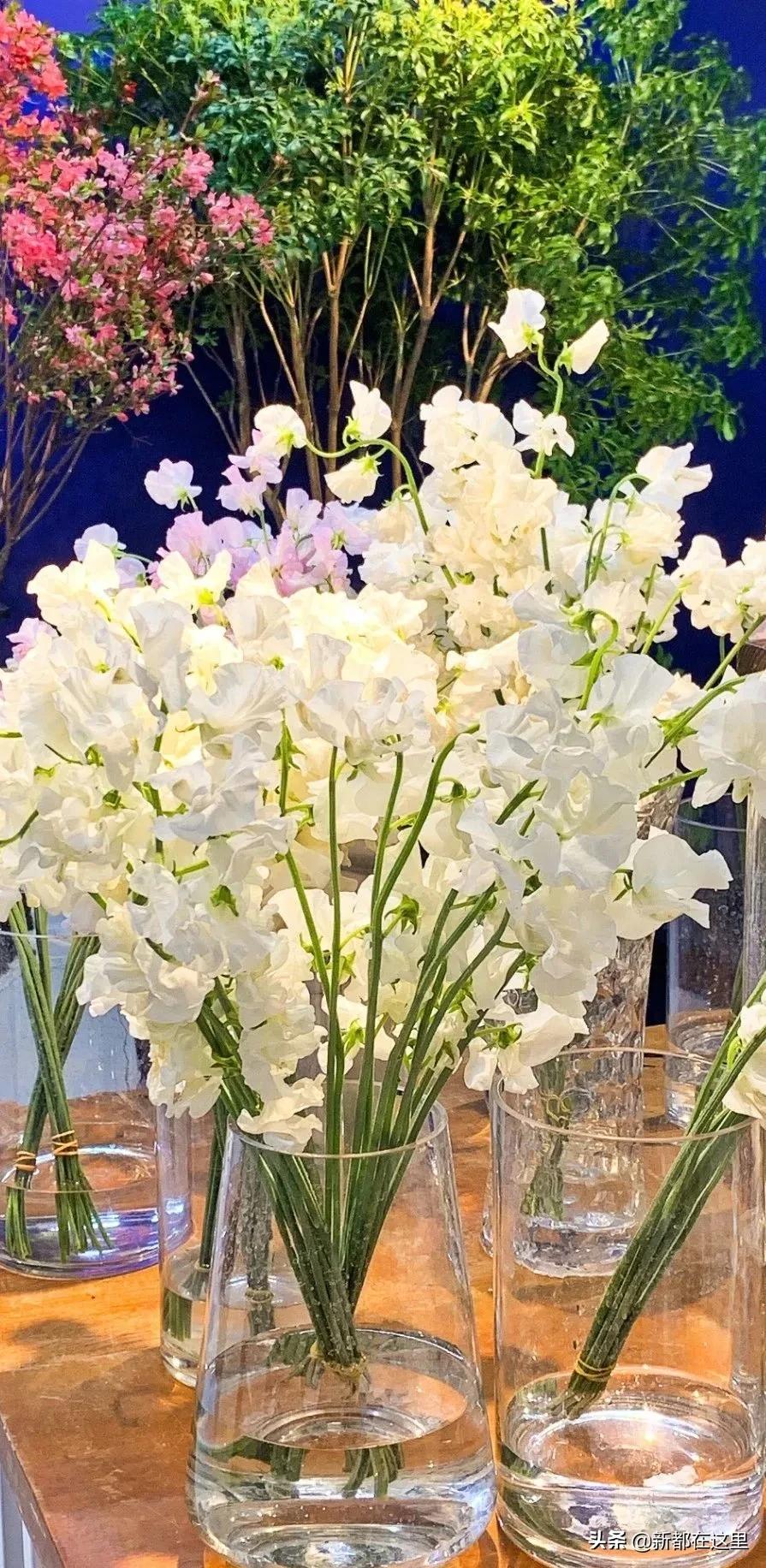 三圣花卉市场正规吗,三圣乡花卉市场今日现状