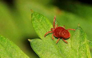 *疆新**核桃常见病虫害防治之研究,掌握此类知识,种出优质核桃