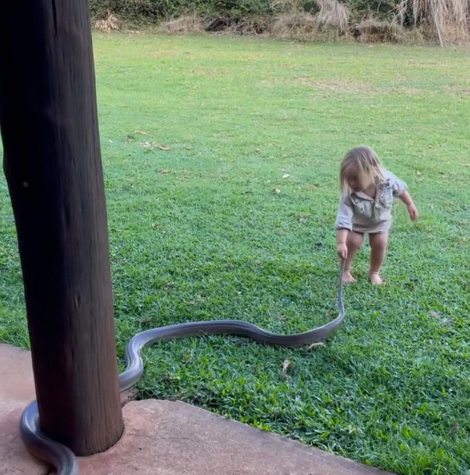澳洲狂野早教：2岁娃单挑巨蟒，爸爸在一旁指点加油，这？