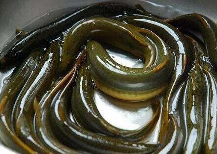 泥鳅养殖饲料转化率,泥鳅养殖产品优势