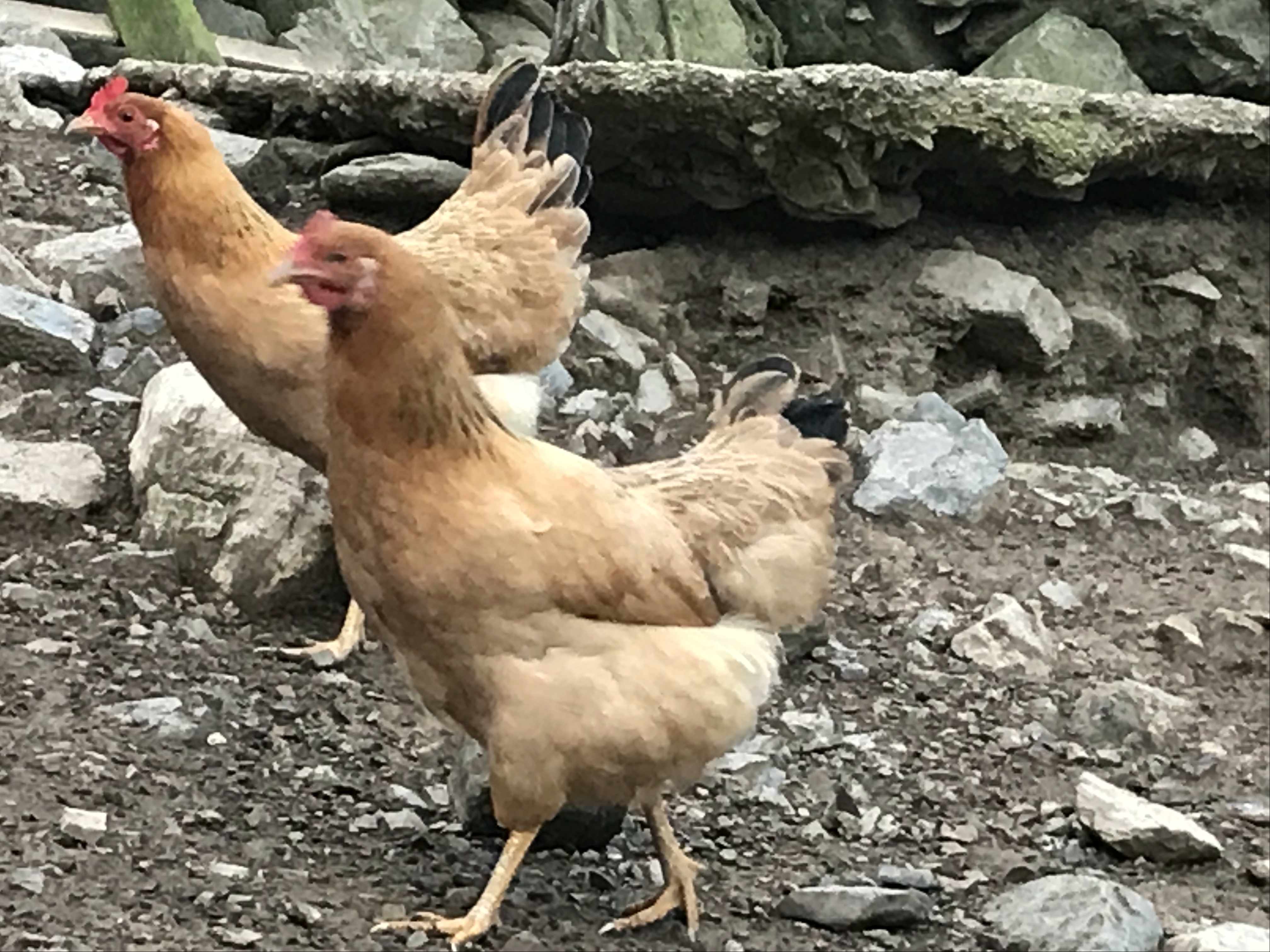 养殖2000只土鸡的成本与利润,怎么养土鸡赚钱