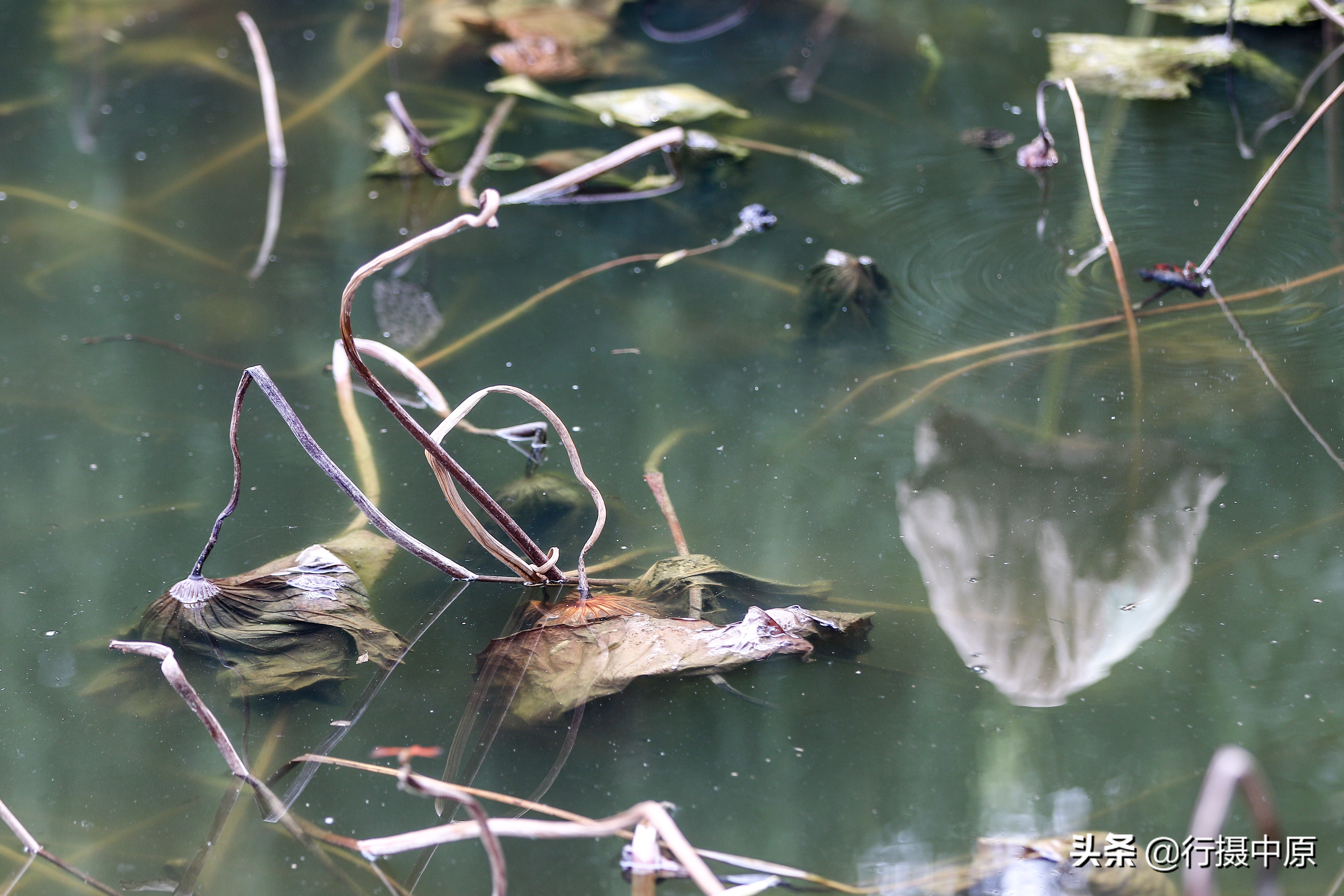 荷花“泡水”后会咋样？这场景，你可能没见过