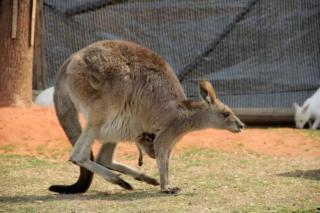 袋鼠界的“白雪公主”，近日找不到孩子他爸了……