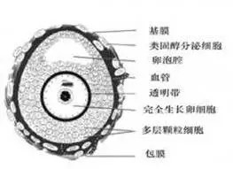 卵泡大小和数量正常范围是多少mm,卵泡数值多少范围是正常卵泡