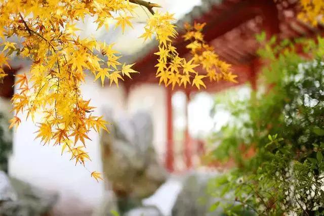 唐诗宋词描写秋天的景色,宋词里的秋天隽永绝美