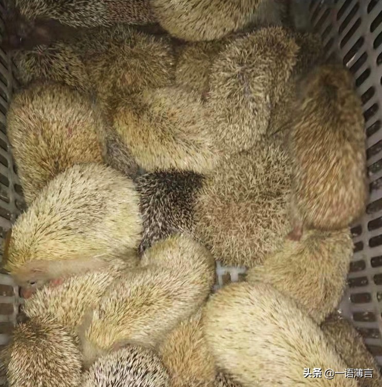 商河稼润养殖技术,商河稼润专业养殖刺猬