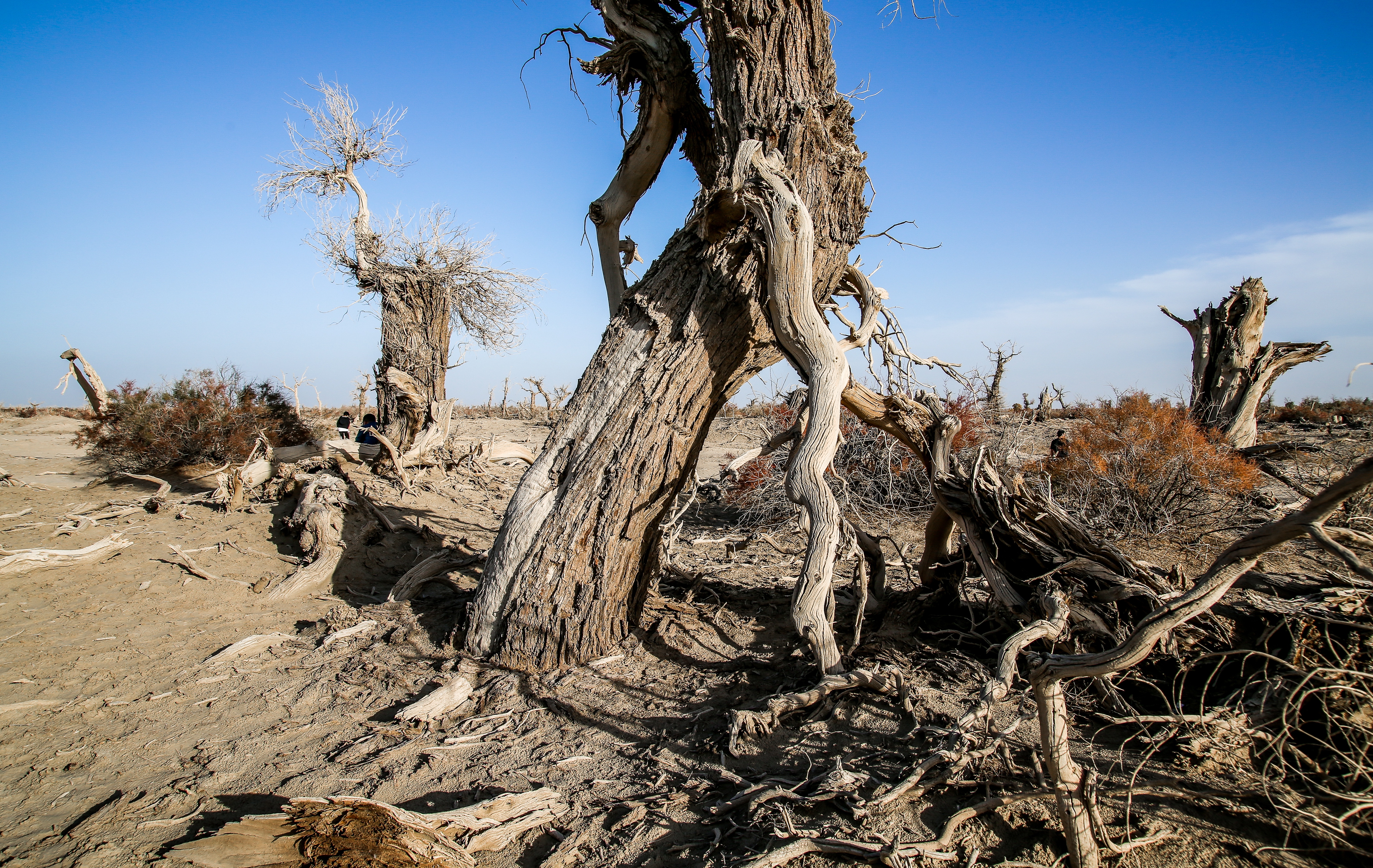 沙雅冬天的胡杨,沙雅胡杨秋天