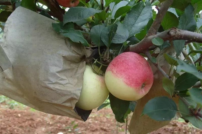 新鲜的嘎啦苹果又甜又脆,嘎啦果是酥脆还是脆甜