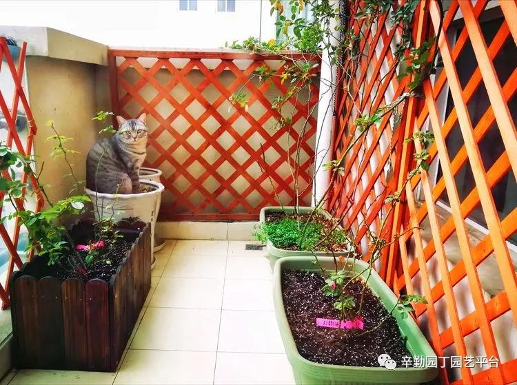 （2021）园丁奖阳台组《008号》星星的花园