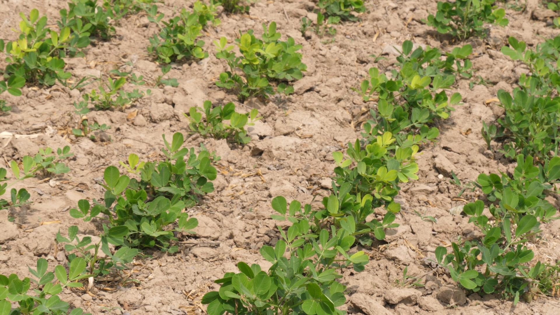 花生怎样种植才能高产的技巧,花生春播高产还是夏播高产