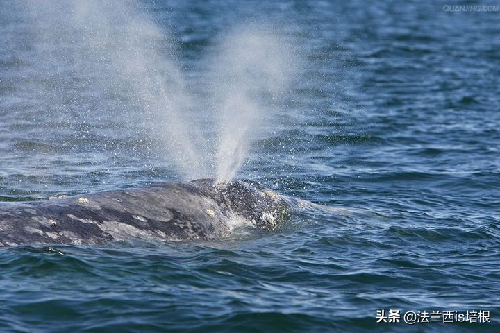 猫咪一直张嘴哈气会是卡住了吗,猫咪会打安哥拉兔吗
