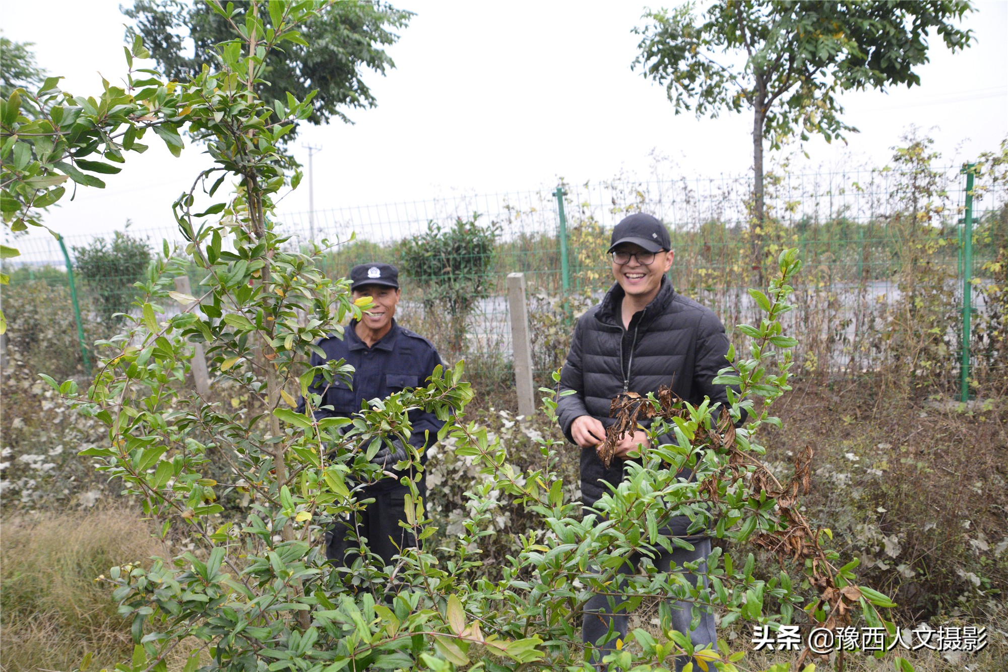 河南小伙京漂6年,回家大数据管理石榴园,决心对标“褚橙”