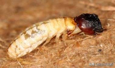 昆虫界无敌破坏王白蚁，我不光吃木头，我啥都吃