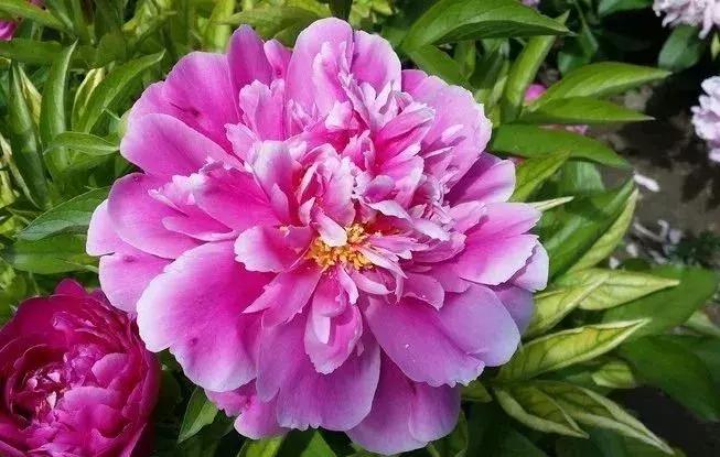 最适合赏花的花,视觉盛宴五种赏花名花供您选择