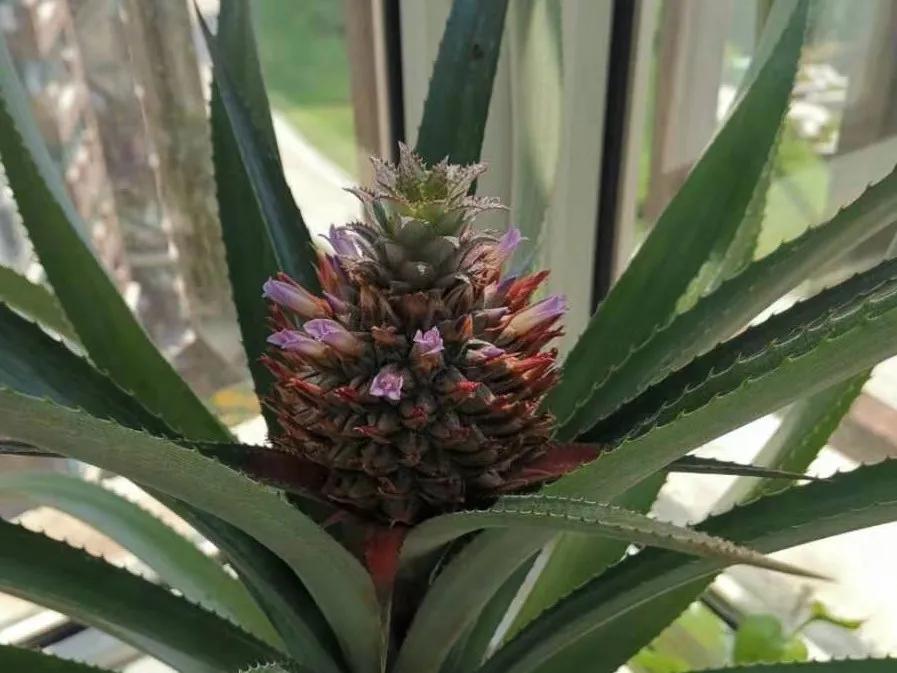 芒果核种芒果的过程,菠萝芒果核种植视频